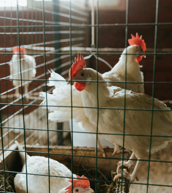 Livestock Management